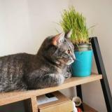 Photo de chat perdu à Toulouse