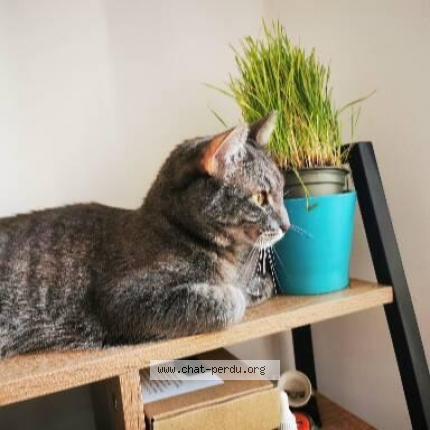 Photo 1/1 Chat retrouvé Perdu à Toulouse