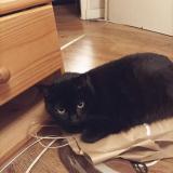 Photo de chat perdu à Limoges