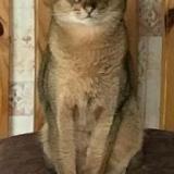 Photo de chat perdu à Ferney Voltaire