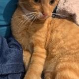 Photo de chat perdu à Herlies