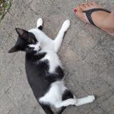 Photo de chat perdu à Choisy En Brie