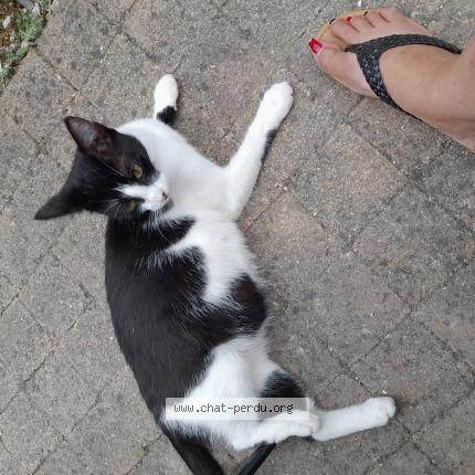 Photo 1/1 Chat retrouvé Perdu à Choisy En Brie