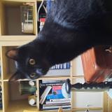 Photo de chat perdu à Croix