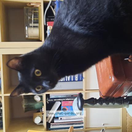 Photo 1/1 Chat retrouvé Perdu à Croix