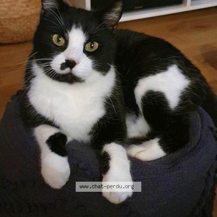 Photo de chat perdu à Lons