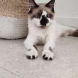 Photo de chat perdu à Nantes