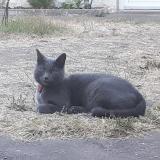 Photo de chat perdu à Rochefort