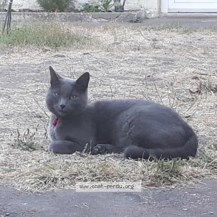 Photo 1/1 Chat retrouvé Perdu à Rochefort