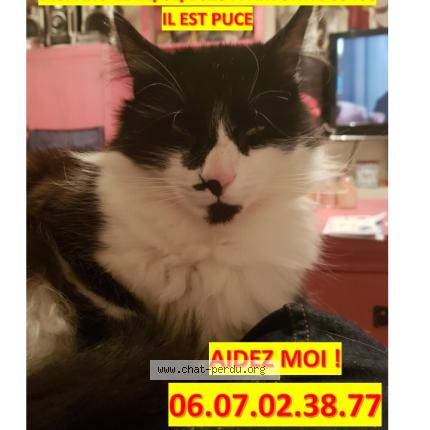 Photo 1/1 Chat retrouvé Perdu à Artonne