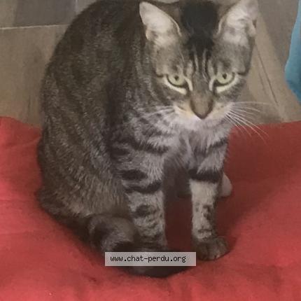 Photo 1/1 Chat retrouvé Perdu à Le Soler