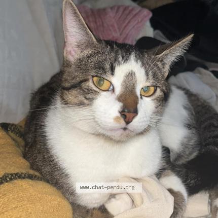 Photo 1/1 Chat retrouvé Perdu à Fontenay Le Comte