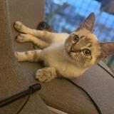 Photo de chat perdu à Clichy Sous Bois