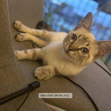 Photo 1/1 Chat retrouvé Perdu à Clichy sous bois