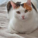 Photo de chat perdu à Lescar