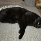 Photo de chat perdu à Trelivan