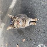 Photo de chat trouvé à Saint Lo