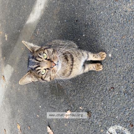 Photo de chat trouvé à Saint Lo