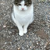 Photo de chat trouvé à Obernai Bernardswiller