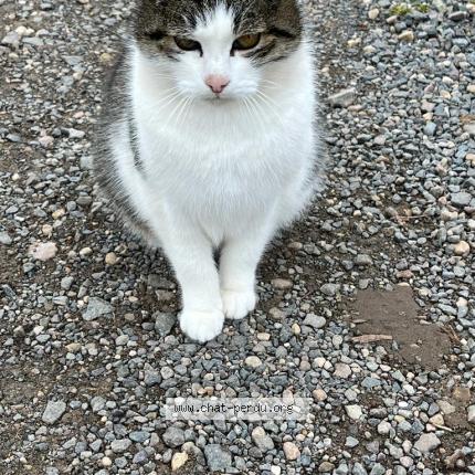 Photo 1/1 Chat retrouvé Trouvé à Obernai Bernardswiller