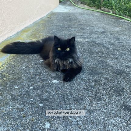 Photo 1/1 Chat retrouvé Perdu à Hanches