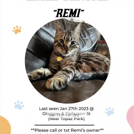 Photo 1/1 Chat retrouvé Perdu à Victoria