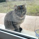 Photo de chat trouvé à La Roche Blanche