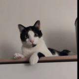 Photo de chat perdu à Bourgoin Jallieu