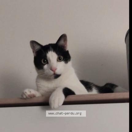 Photo 1/1 Chat retrouvé Perdu à Bourgoin jallieu