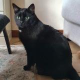 Photo de chat perdu à Gevrey Chambertin