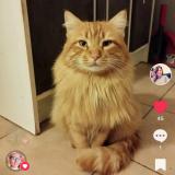 Photo de chat perdu à Entrechaux