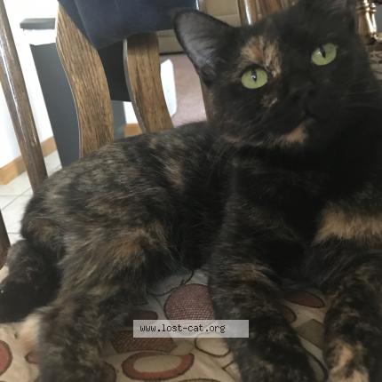 Photo 1/2 Calliope Chat perdu à Wyandotte