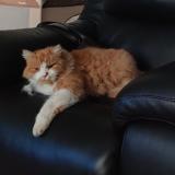 Photo de chat perdu à Anzin