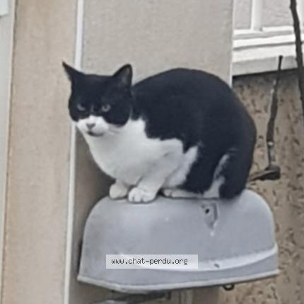 Photo 1/1 Chat retrouvé Perdu à Saint Bonnet De Mure