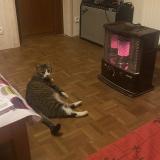 Photo de chat perdu à Moissieu Sur Dolon