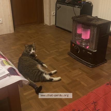 Photo 1/1 Chat retrouvé Perdu à Moissieu sur dolon