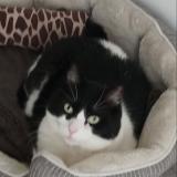 Photo de chat perdu à Sainte Genevieve Des Bois