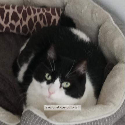 Photo 1/1 Chat retrouvé Perdu à Sainte Genevieve Des Bois