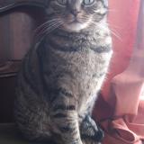 Photo de chat perdu à Le Perreux Sur Marne