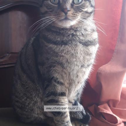 Photo 1/1 Chat retrouvé Perdu à Le Perreux Sur Marne