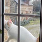 Photo de chat trouvé à Ceauce