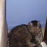 Photo de chat perdu à Le Mans