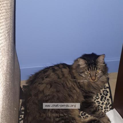 Photo 1/1 Chat retrouvé Perdu à Le Mans