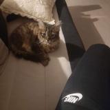 Photo de chat perdu à Beauvais