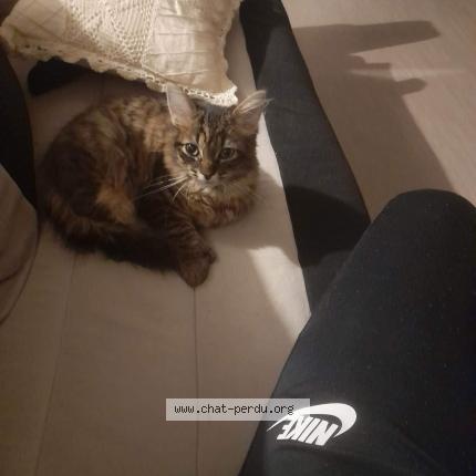 Photo 1/1 Chat retrouvé Perdu à Beauvais