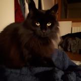 Photo de chat perdu à Malchamp