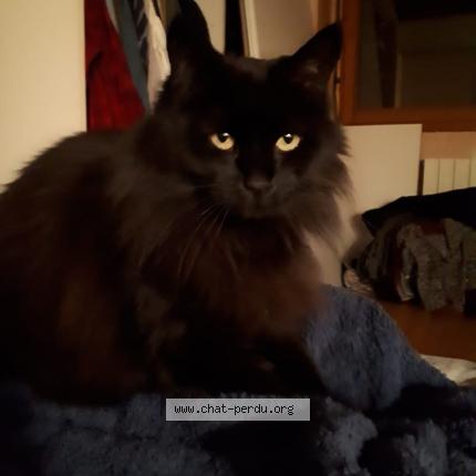 Photo de chat perdu à Malchamp