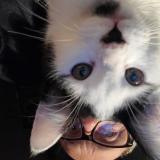 Photo de chat perdu à Saint Symphorien Sur Coise