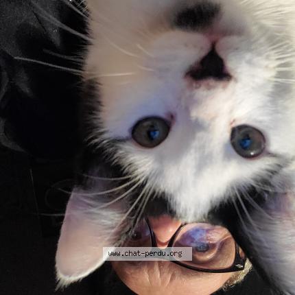 Photo 1/1 Chat retrouvé Perdu à Saint symphorien sur coise