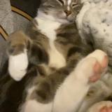 Photo de chat perdu à Dancourt Popincourt